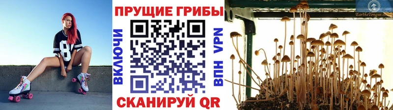 Галлюциногенные грибы Magic Shrooms  кракен ТОР  Заозёрный 